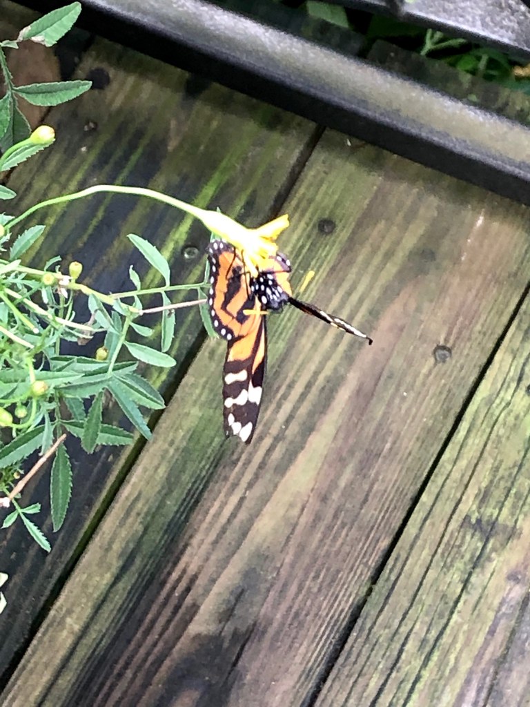 Butterfly Garden Gainesville, FL, Florida Museum of Natura… Flickr