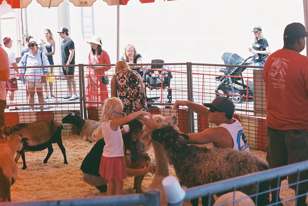 Street fair petting zoo a photo on Flickriver