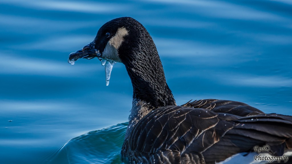 Frozen Goose Tim Epperly Flickr