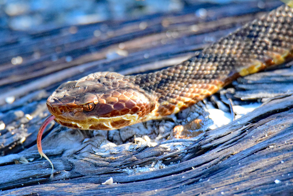 Water Moccasin It was a cool day today (mid to high 50's),… Flickr