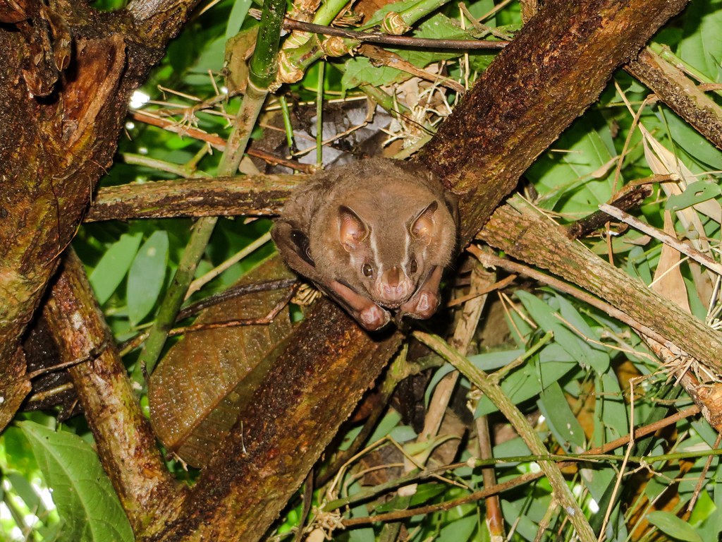Tentmaking bat (Uroderma bilobatum) calypte Flickr