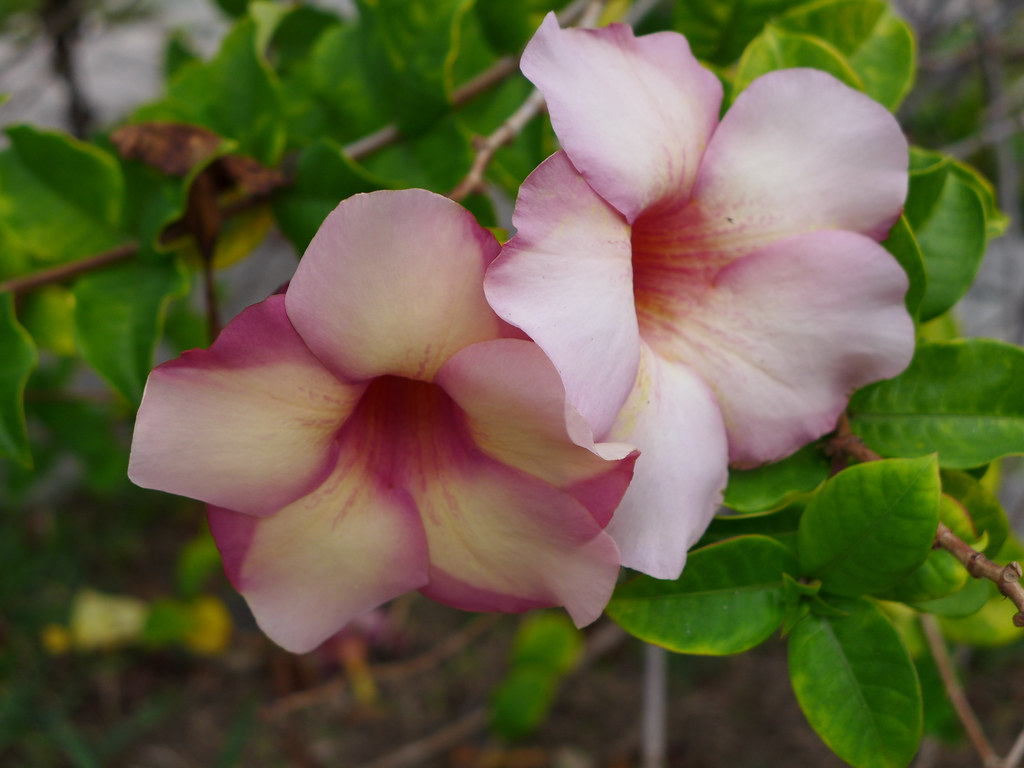 Allamanda Cherries Jubilee 2 cultivated, private garden, L… Flickr