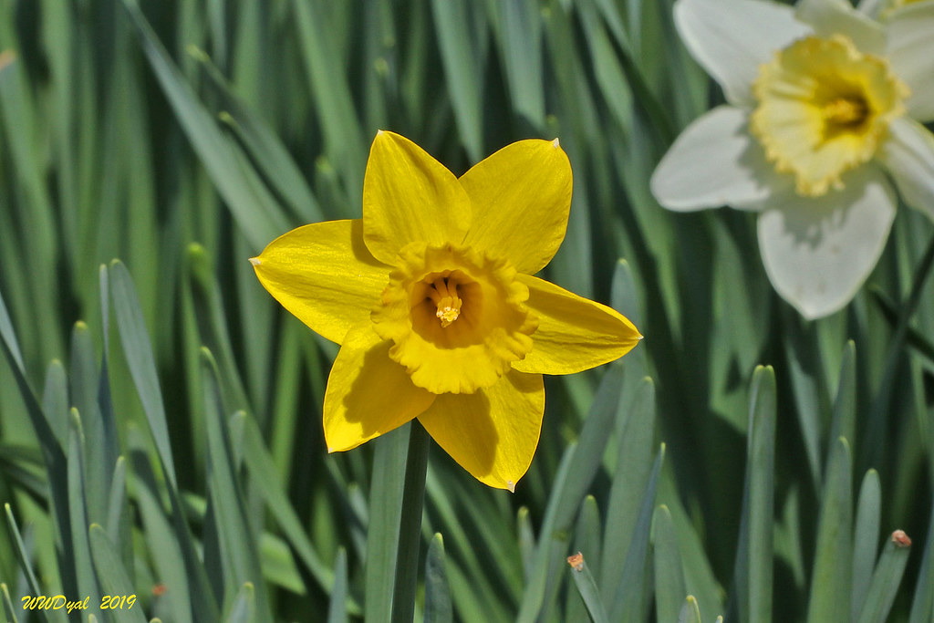 Daffodils Gibbs Gardens in Cherokee County, North Bill