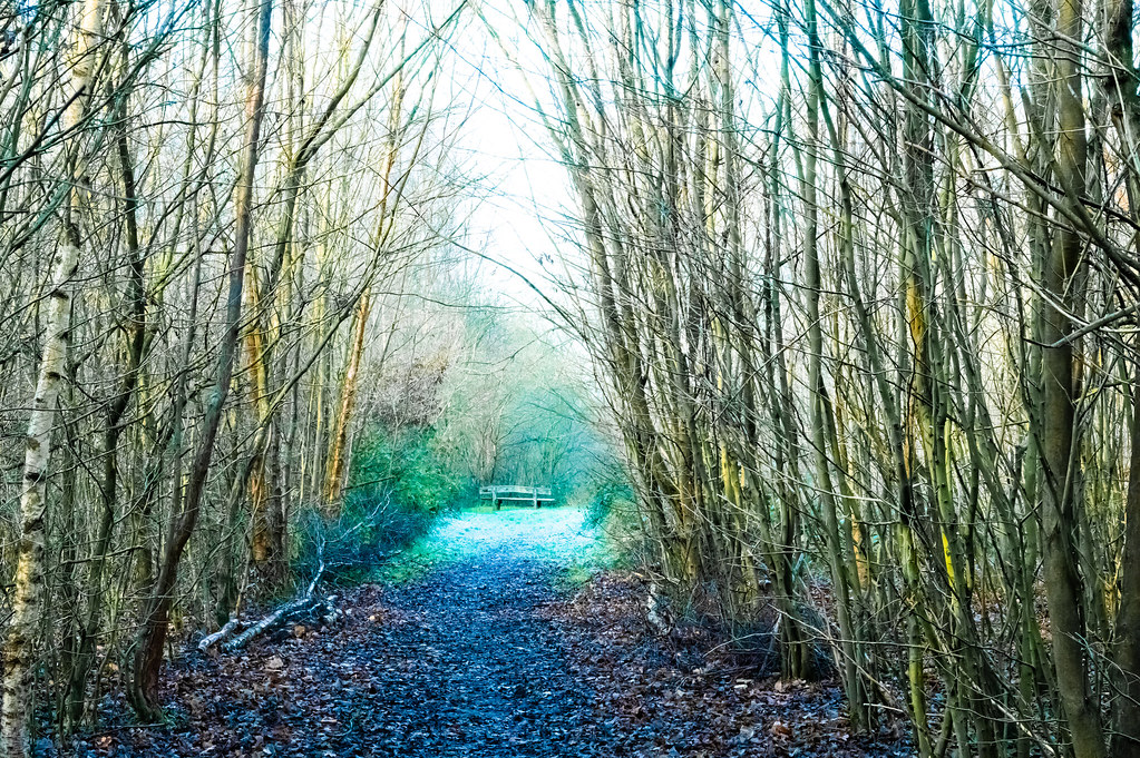 Forest Wood, Stock Stock, Ingatestone UK David Heath Flickr