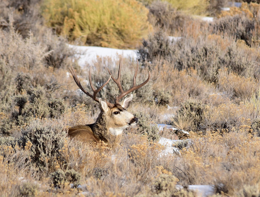 Mule deer SW Wyoming on winter range Photo Tom Koerner/US… Flickr