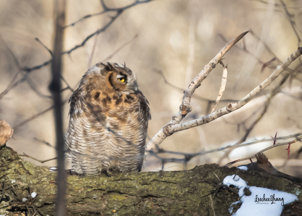 Great Horned Owl 2/Missouri Leechee Z Flickr