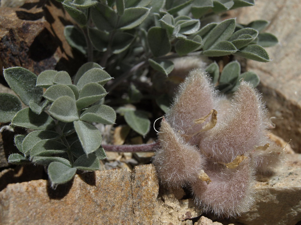 fruits of Newberry milkvetch, Astragalus newberryi var. ne… Flickr