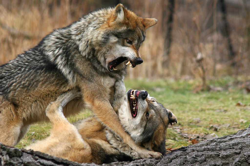 And the winner is.... Two Gray Wolves fighting for the