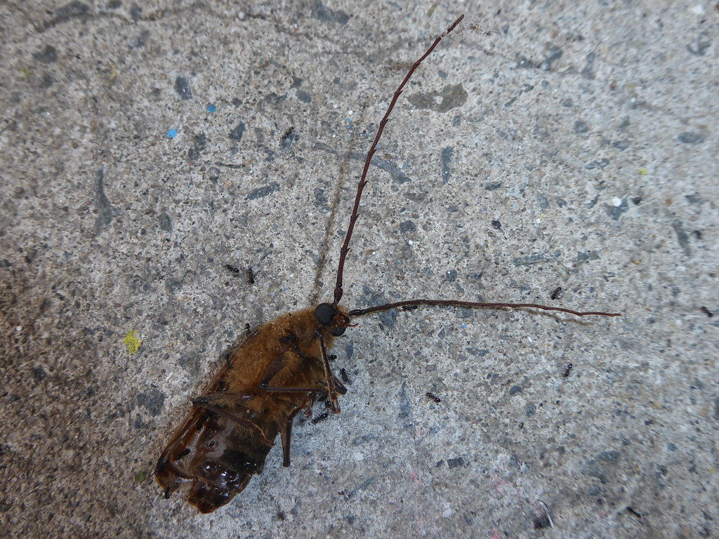 Huhu beetle (Prionoplus reticularis) and Ant clean up crew… Flickr