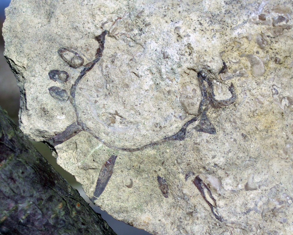Platyceras dumosum (fossil gastropod) (Columbus Limestone, Middle