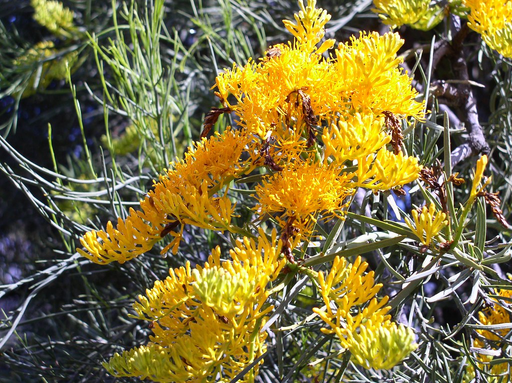 Perth. The Western Australian Christmas Tree. Nuytsia flor… Flickr