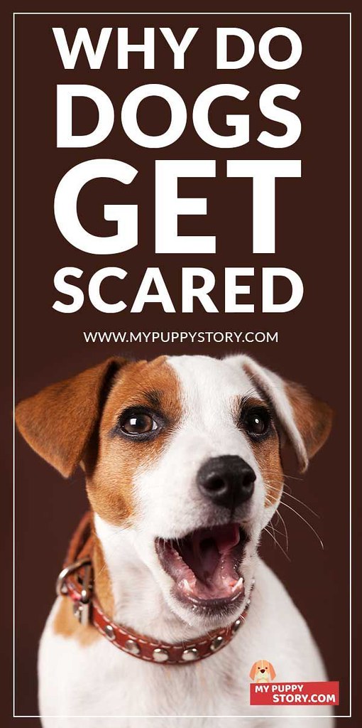Dogs Dog Fears And Phobia And How To Them Flickr