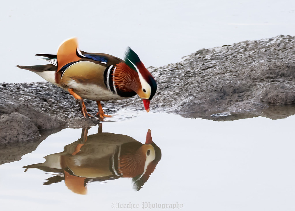 2018.11.29 Mandarin Duck at St. Ferdinand Park Flickr