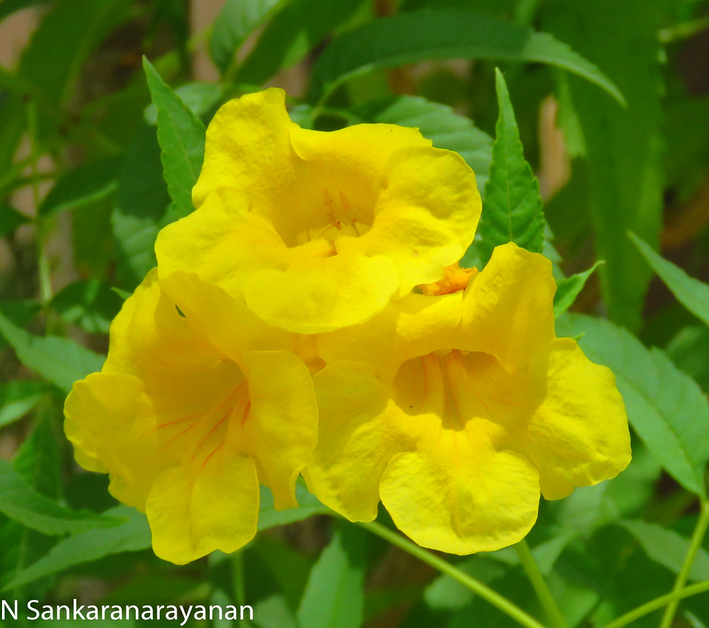 Yellow Bells Flower Physical Mind a good instrume… Flickr