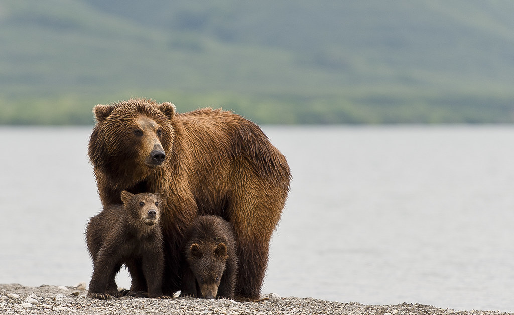 Mother bear protecting cubs paolo_barbarini Flickr