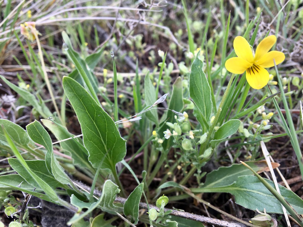 Nuttall’s Violet (Viola nuttallii) a photo on Flickriver