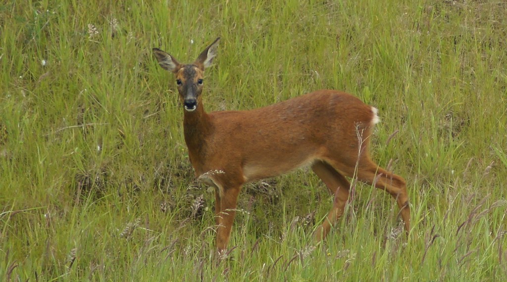 WETHERBY A1 FARM 289 Rick Ward YORK Flickr