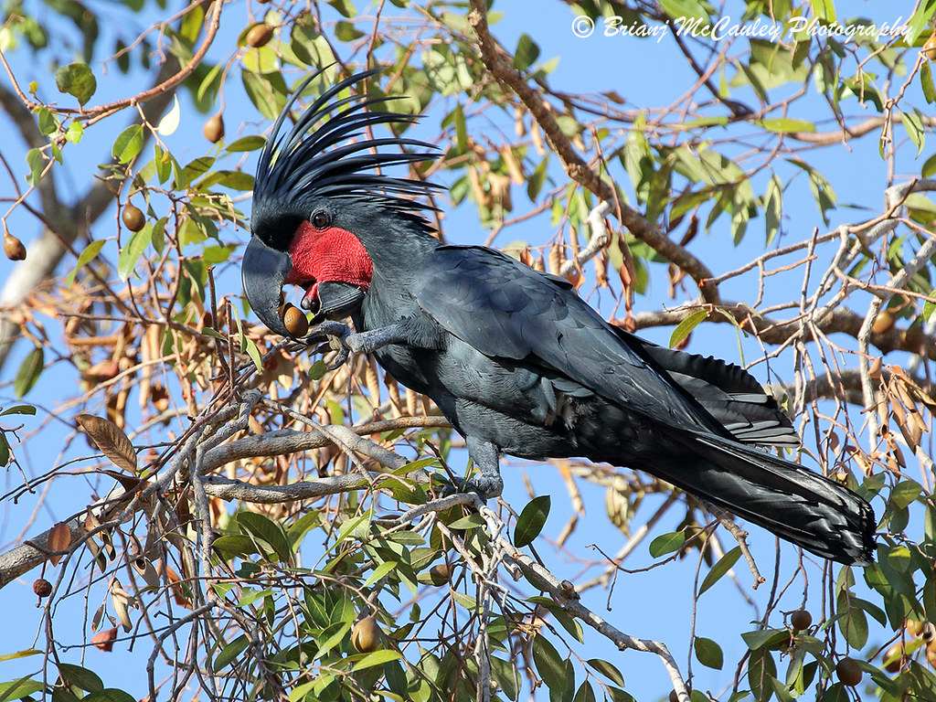 Palm Cockatoo (Probosciger aterrimus) HABITAT Tropical ra… Flickr