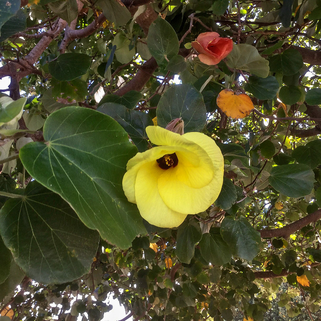 Cottonwood (or Cotton) Tree Flower and bud. An iPad pic fo… Flickr