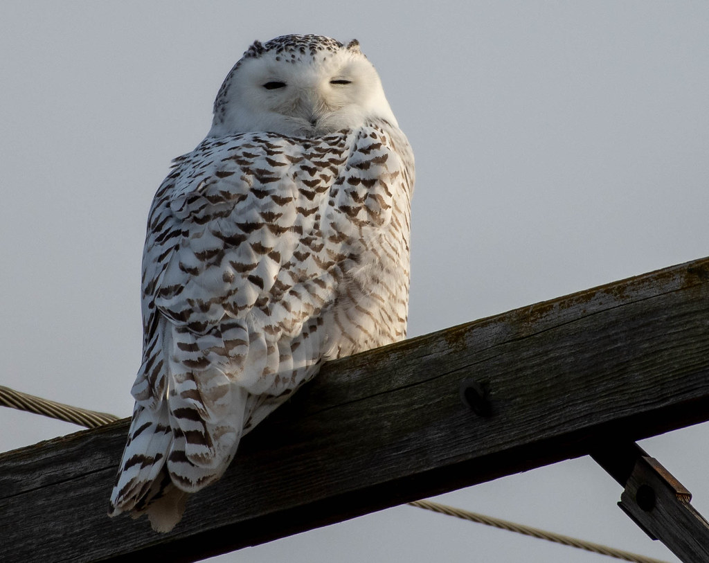 Snowy Owl Near Quanicassee Michigan Joshua DuPuis Flickr