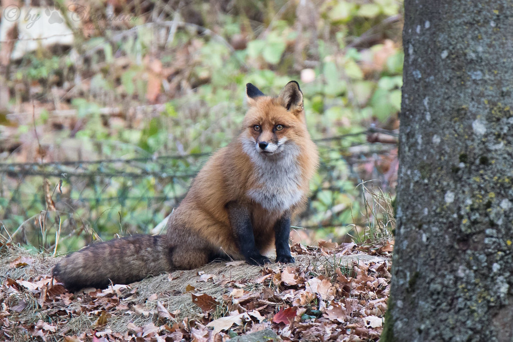 Red fox A picture from a fox Cloudtail the Snow Leopard Flickr