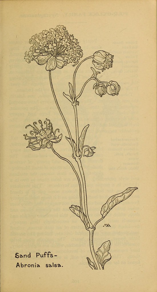 n146_w1150 Field book of western wild flowers /. New York … Flickr