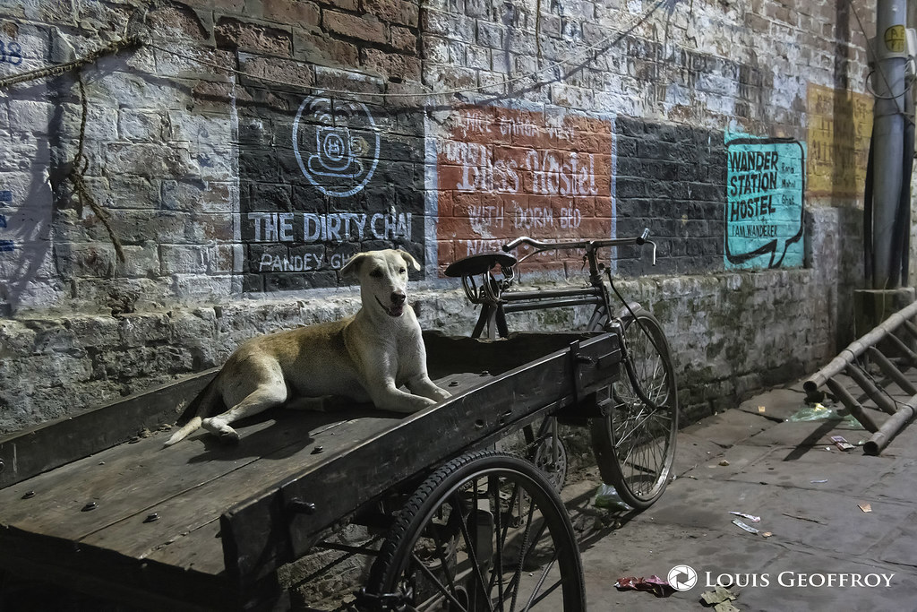 Stray dog, Varanasi, Inde Chien errant dans les rue de