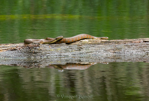 Northern Water snake NJ USA VincentD Benoit Flickr
