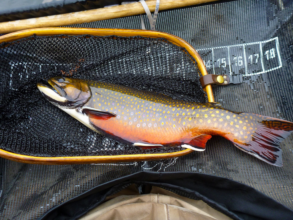 P1030103.jpg An 18" Fall Adirondack Brook Trout from a fav… Flickr