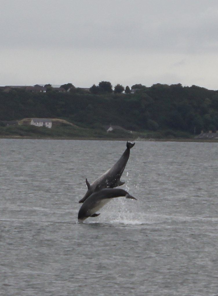 Dolphins Jumping, Highlands, Scotland. IMG_4031 f Seckington Images