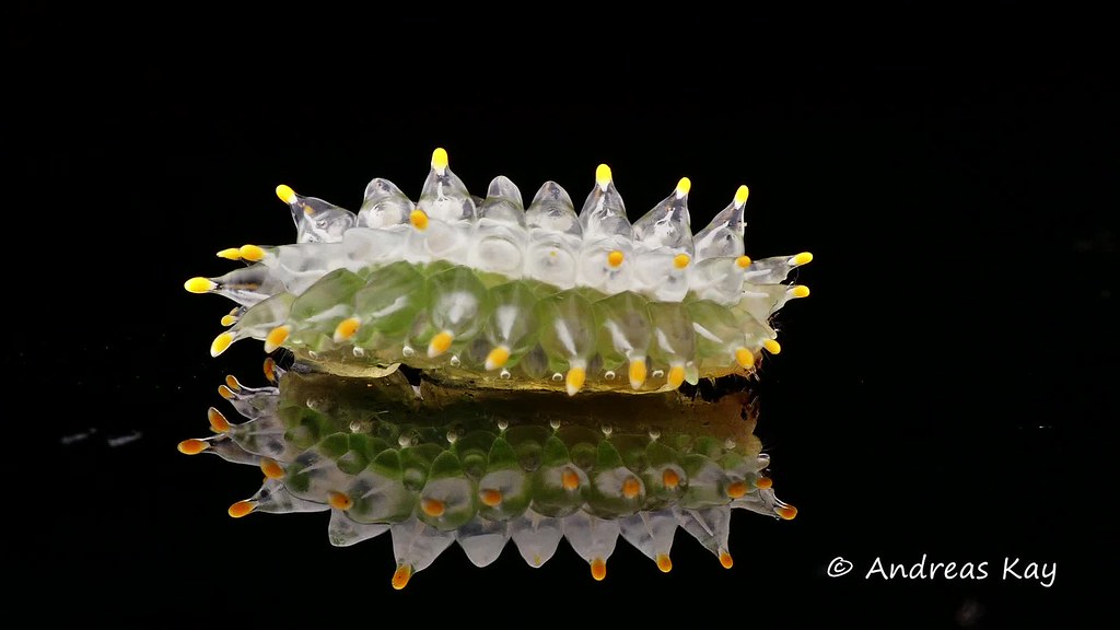 Not a Jelly Baby but a Jewel Caterpillar from Ecuador Flickr