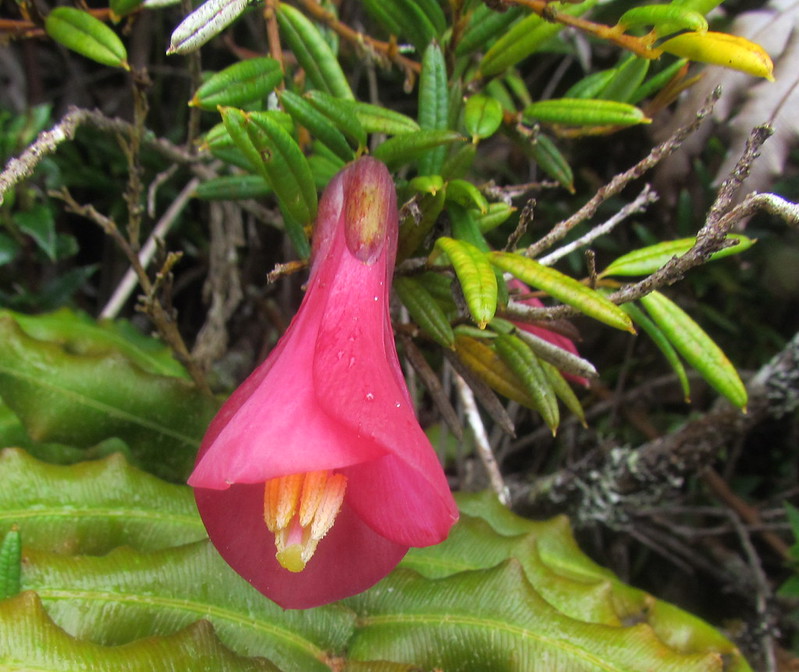 CHILE SOUTH AMERICA PLANTS P Flickr