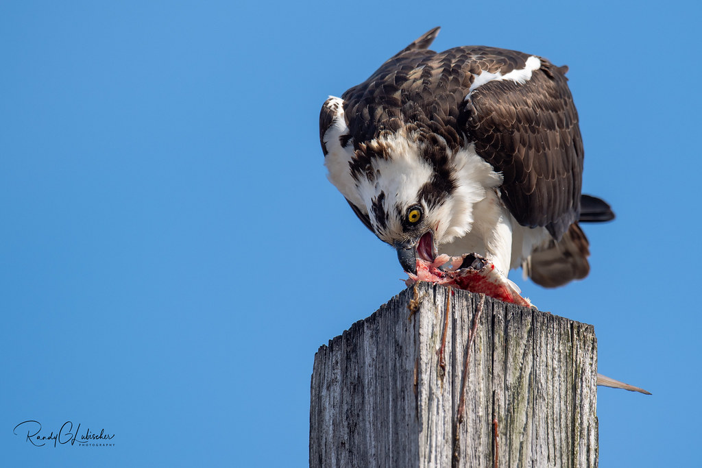 Osprey of the Jersey Shore 2019 2 Osprey of the Jersey… Flickr
