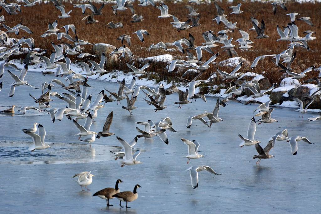 How many Herring Gulls at the pond? Golly, lots of gulls G… Flickr