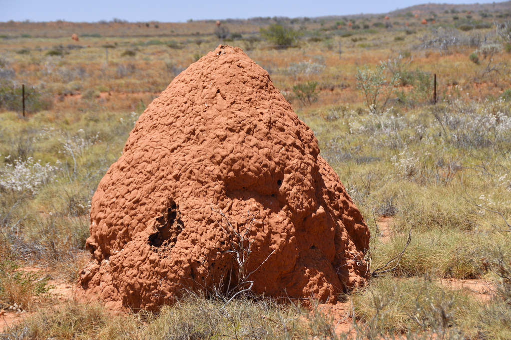 Termite mound There are a cluster of large mounds at a poi… Flickr