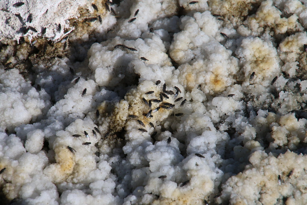 California, Mono Lake IMG_2192 Alkali flies (Ephydra hians… Flickr