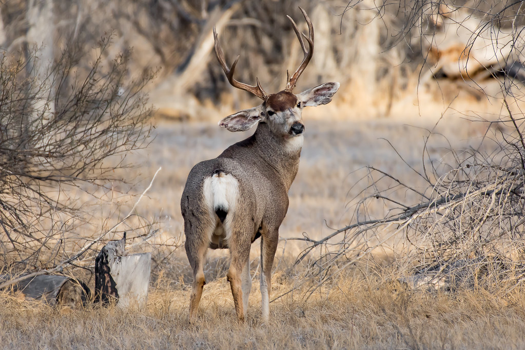 Rocky Mountain Mule Deer in New Mexico Taken at Bosque del… Flickr