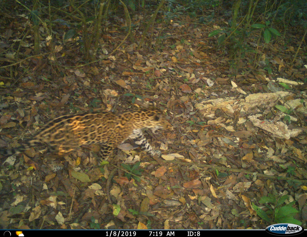 Jaguar Darien Jan 2019 Jaguar Filo del Tallo Hydrological … Flickr