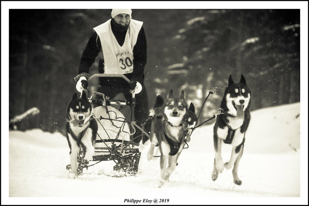 Muscher Course de chien de traineau Lac Blanc Alsace F… Flickr