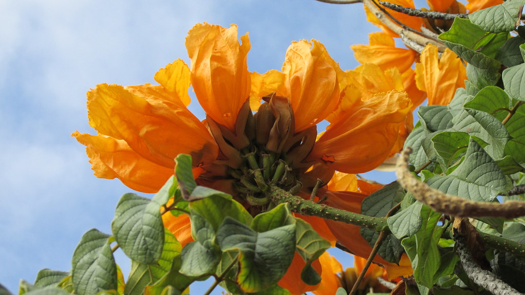 KailuaKona African Tulip Tree I saw these flowers on an A… Flickr