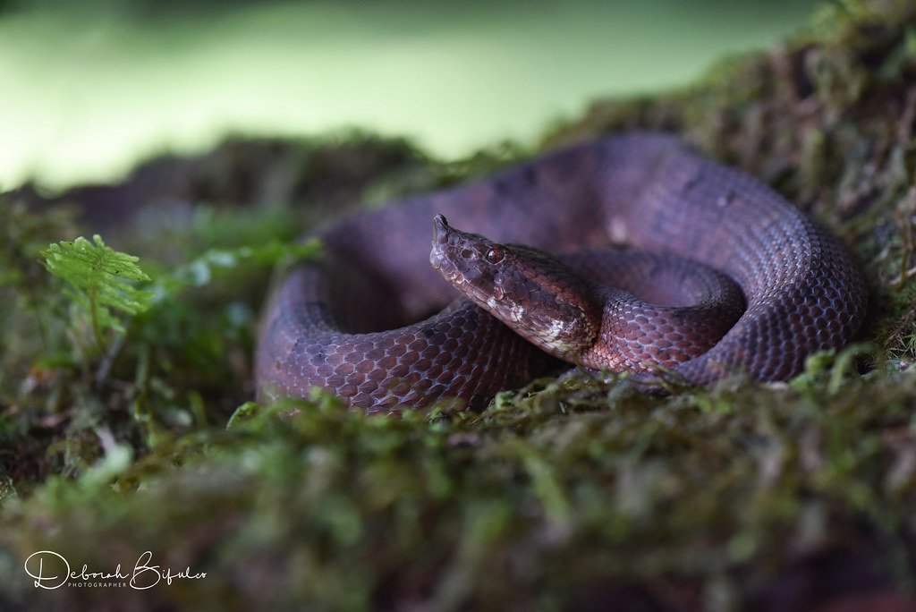 Hognosed pit viper One of Costa Rica's venomous snakes, u… Flickr
