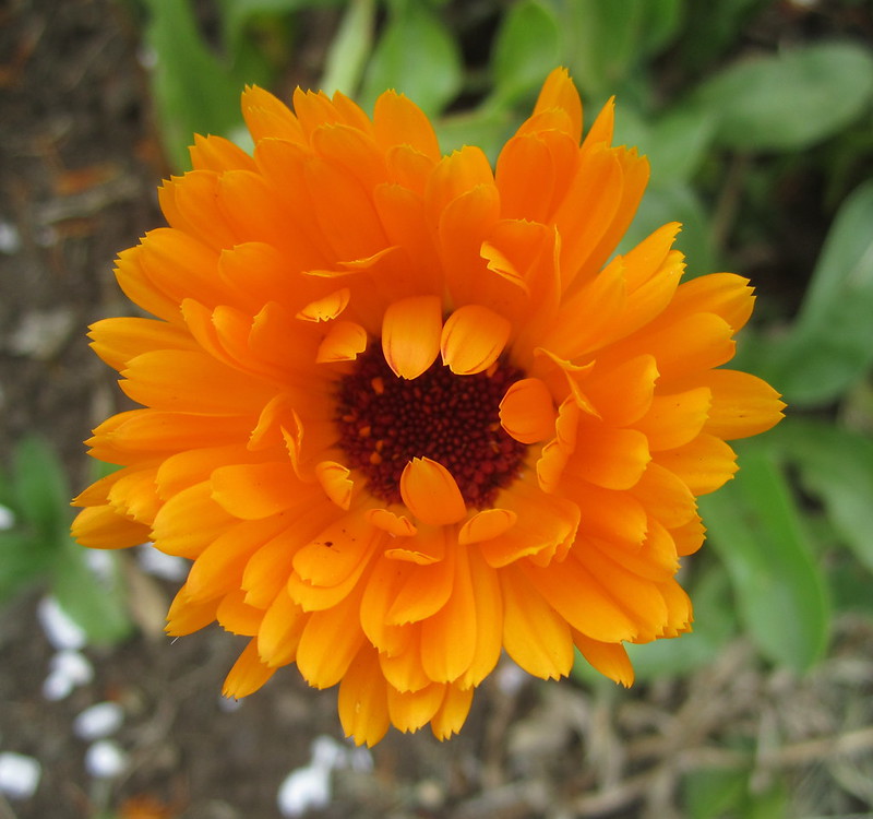 CHILE SOUTH AMERICA PLANTS C Flickr