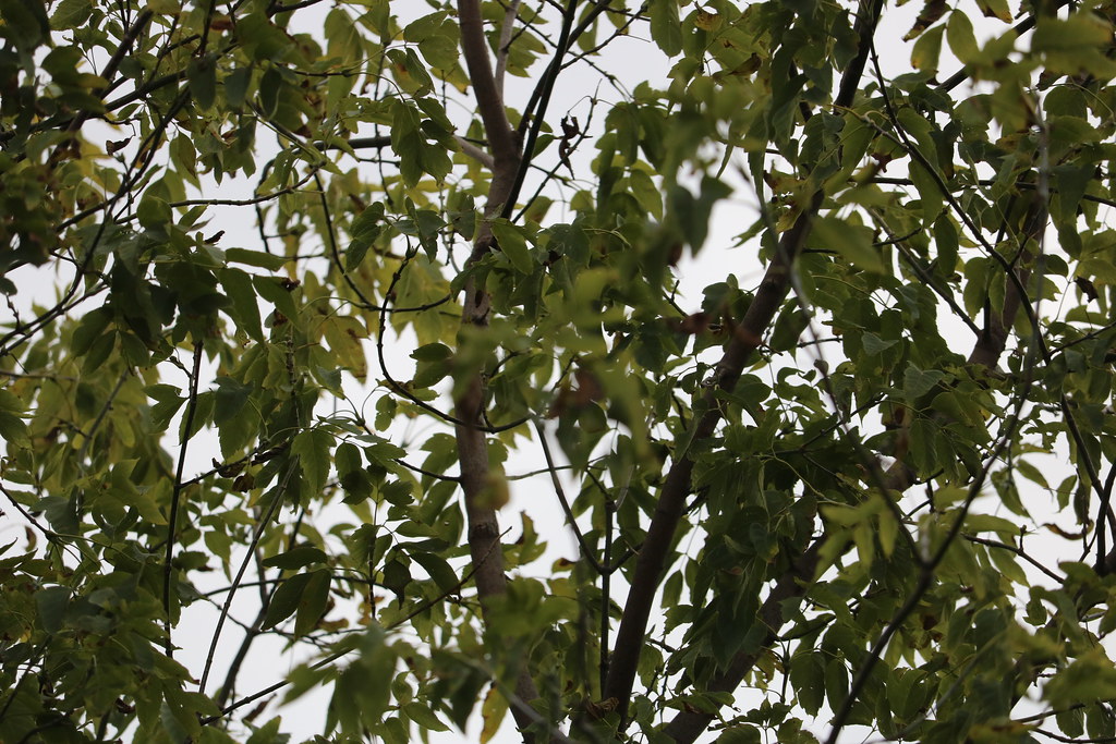 Alpaca Farm Days 2018 Waldron Grove Alpaca Farm Flickr