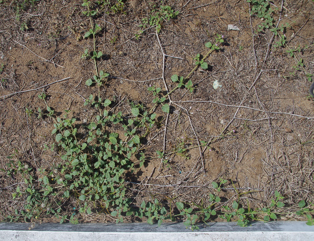 Boerhavia pubescens, Belgian Gardens Cemetery, Townsville,… Flickr