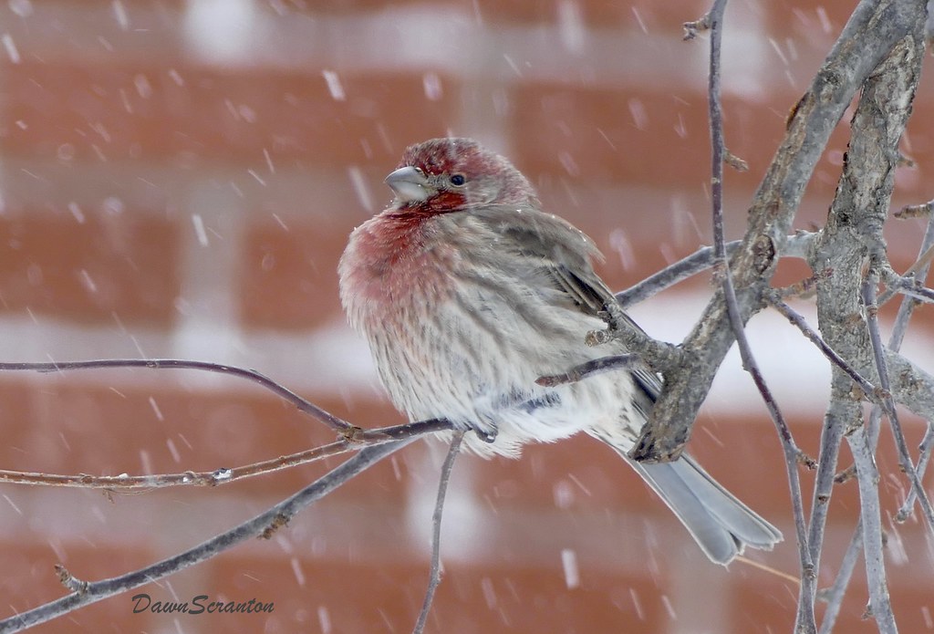 P1400184 House Finch Feathers puffed up to combat the snow… Flickr