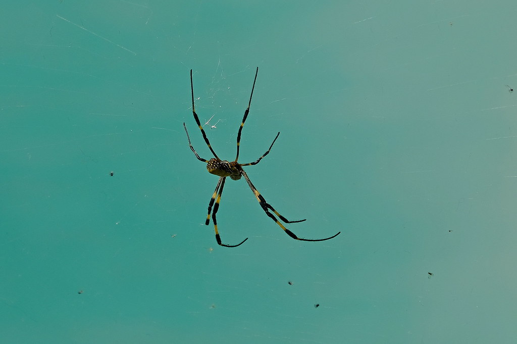 Spiders in the steam Spiders Tenderize their prey In boili… Flickr