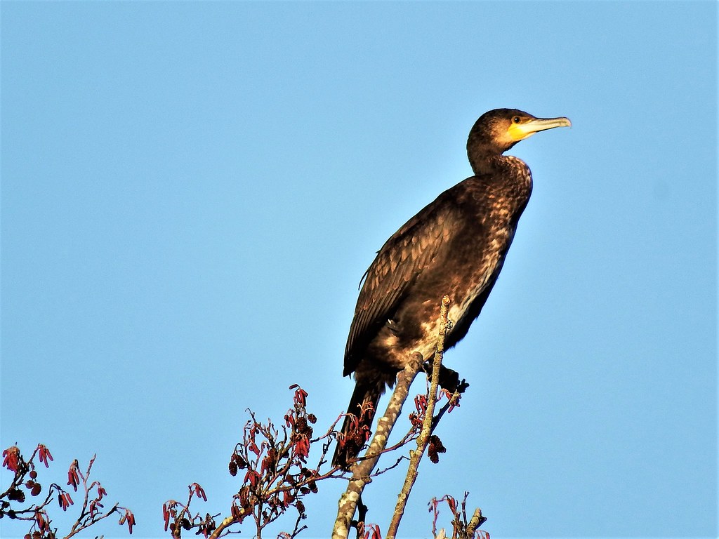 Cormorants Anton Lakes Cormorants Anton Lakes A large and … Flickr