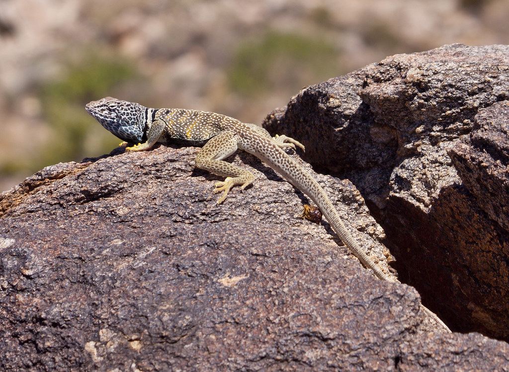 Great Basin Collared Lizard Adult male Crotaphytus bicinct… Flickr
