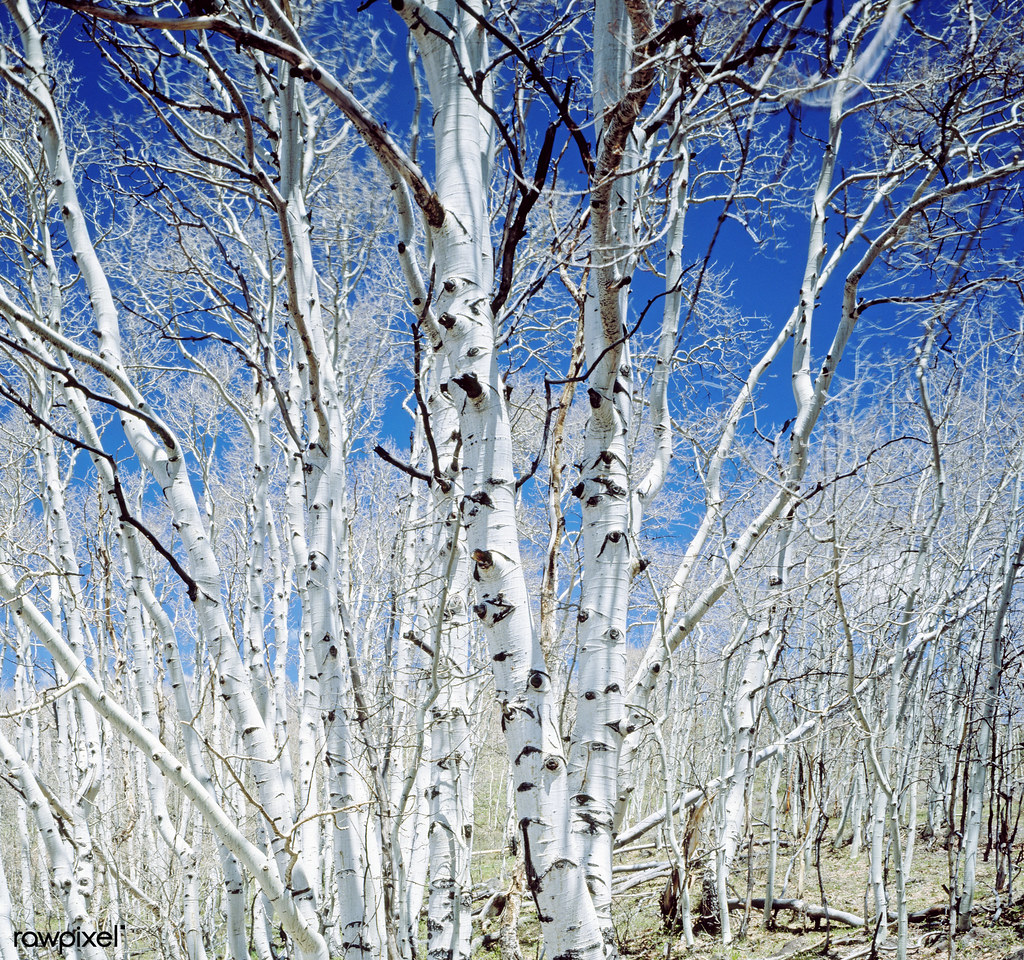Birch trees in Utah high country. Original image from Caro… Flickr