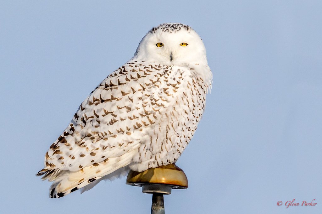 Snowy Owl Strathcona County Alberta IMG_6010_190109 Glenn R